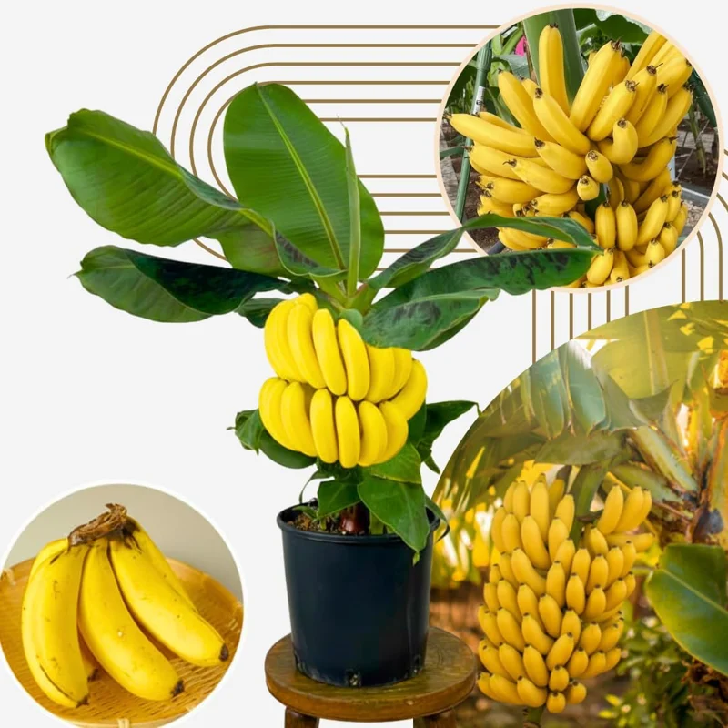Ice Cream Blue Banana Plant Live Tree Seedling 4-8 Inch Tall, Hardy Fruit, Indoor/Outdoor - Image 2