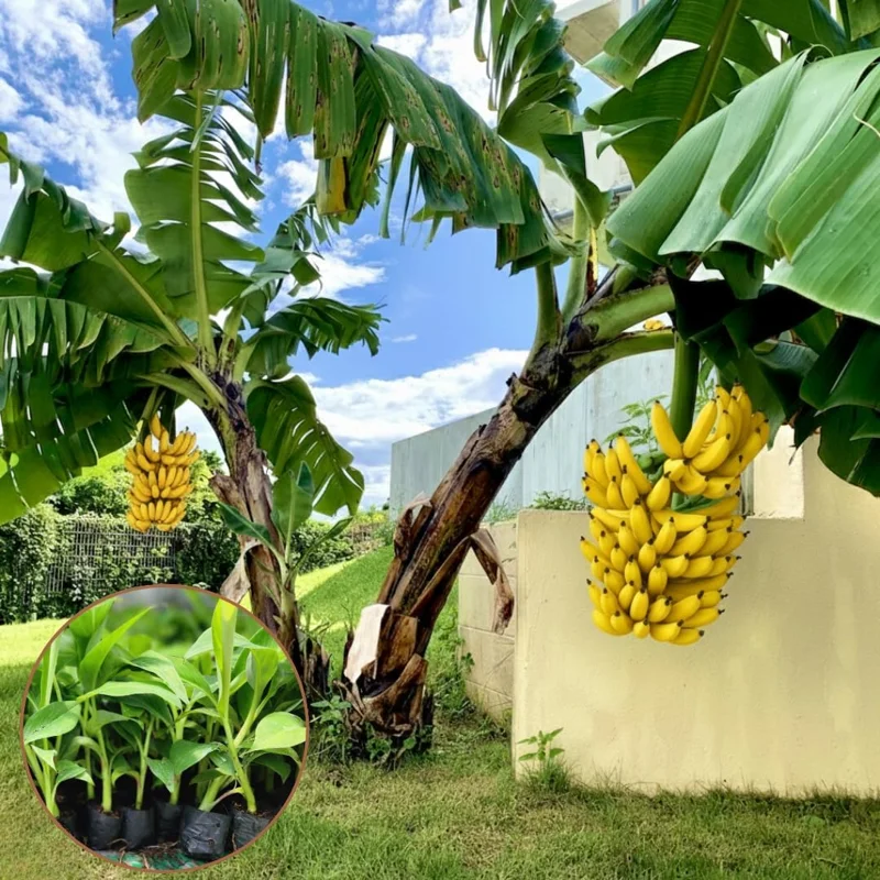 Ice Cream Blue Banana Plant Live Tree Seedling 4-8 Inch Tall, Hardy Fruit, Indoor/Outdoor - Image 3