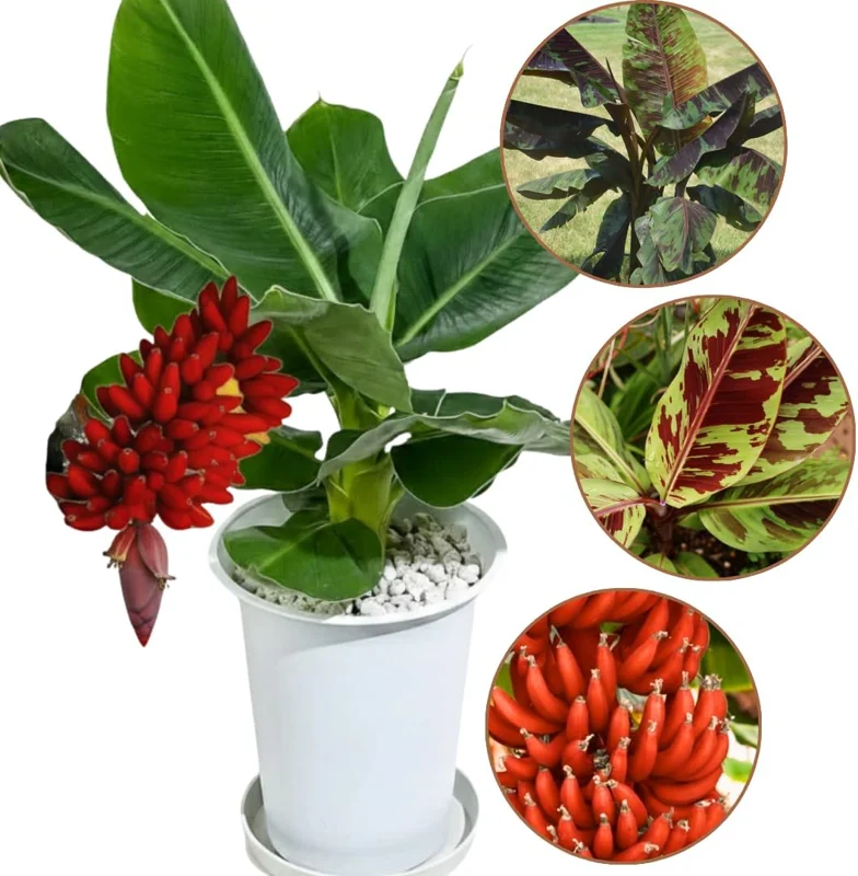 Ice Cream Blue Banana Plant Live Tree Seedling 4-8 Inch Tall, Hardy Fruit, Indoor/Outdoor - Image 5