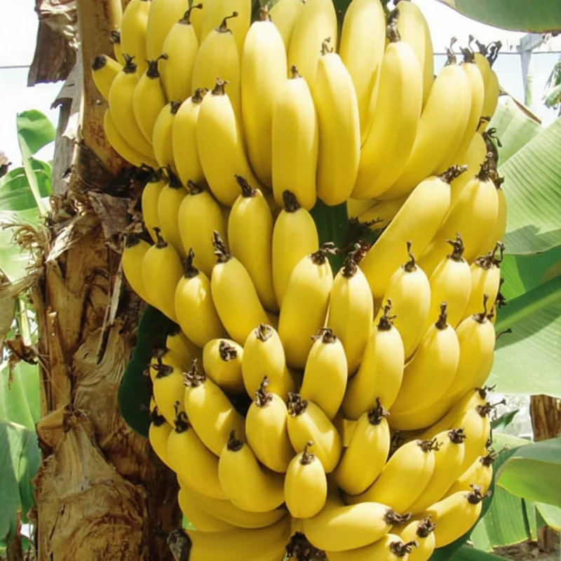 Ice Cream Blue Banana Plant Live Tree Seedling 4-8 Inch Tall, Hardy Fruit, Indoor/Outdoor - Image 6