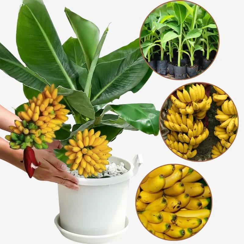 Ice Cream Blue Banana Plant Live Tree Seedling 4-8 Inch Tall, Hardy Fruit, Indoor/Outdoor - Image 7