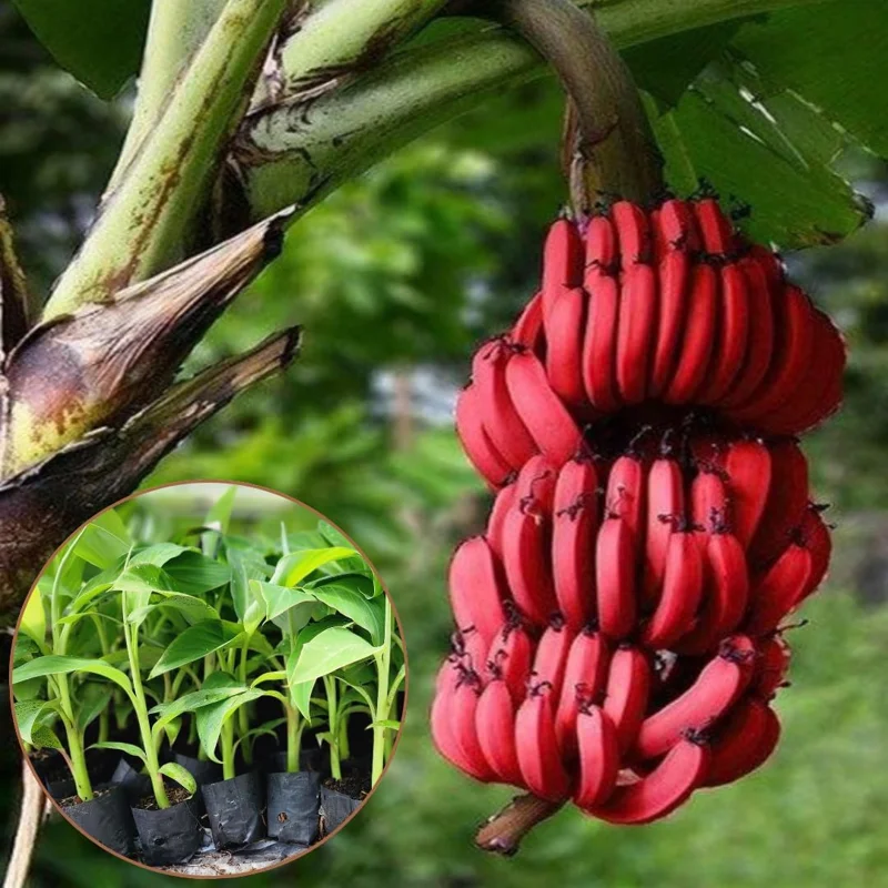 Ice Cream Blue Banana Plant Live Tree Seedling 4-8 Inch Tall, Hardy Fruit, Indoor/Outdoor - Image 8