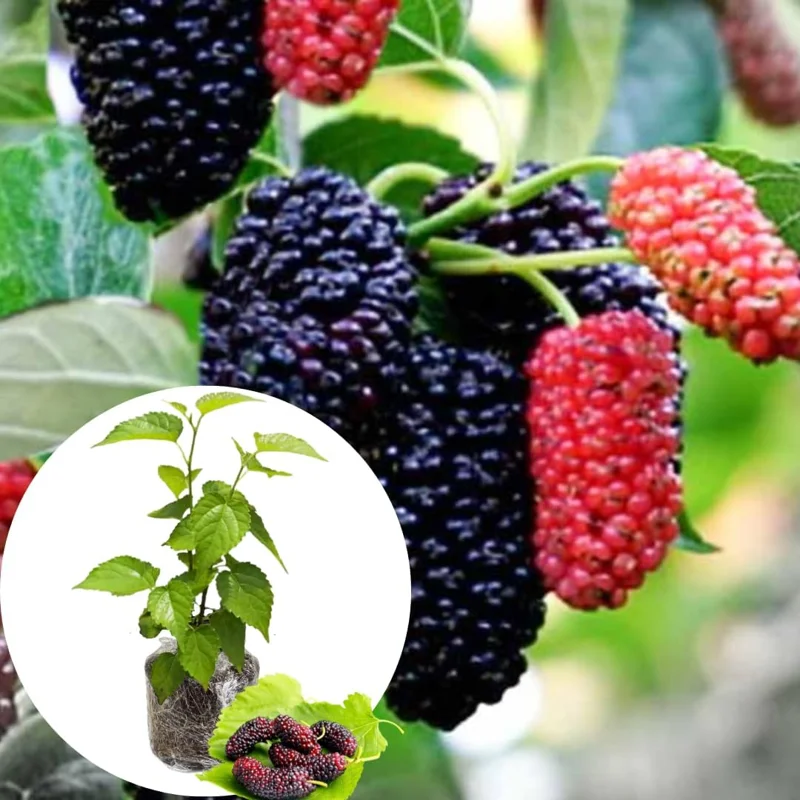 Illinois Everbearing Mulberry Live Plant - Sweet Fruit Tree 5-8 Inch Tall - Image 3