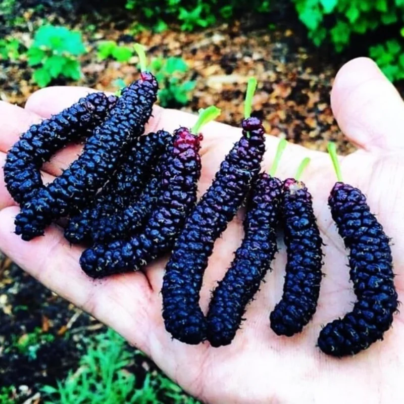 Illinois Everbearing Mulberry Live Plant - Sweet Fruit Tree 5-8 Inch Tall - Image 4