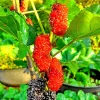 Illinois Everbearing Mulberry Live Plant - Sweet Fruit Tree 5-8 Inch Tall - Image 1