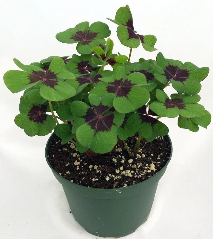 Iron Cross Shamrock Oxalis Live Plant - 6 inch Pot - Potted Houseplant - Image 2