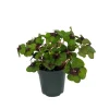 Iron Cross Shamrock Oxalis Live Plant - 6 inch Pot - Potted Houseplant - Image 1