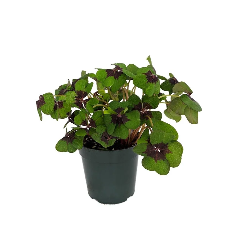 Iron Cross Shamrock Oxalis Live Plant - 6 inch Pot - Potted Houseplant - Image 1