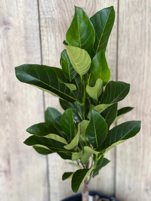 J31 Jackfruit Live Plant – Dwarf Grafted Tree – 3 Gallon Pot – Artocarpus heterophyllus - Image 2