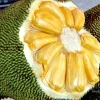 J31 Jackfruit Live Plant – Dwarf Grafted Tree – 3 Gallon Pot – Artocarpus heterophyllus - Image 1