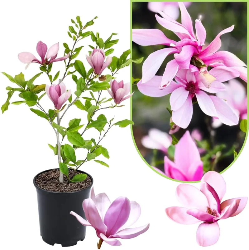Jane Magnolia Tree Live Plant 12-18 Inch Tall – Fragrant Bush in Gallon Pot - Image 2
