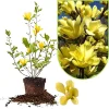 Jane Magnolia Tree Live Plant 12-18 Inch Tall – Fragrant Bush in Gallon Pot - Image 1