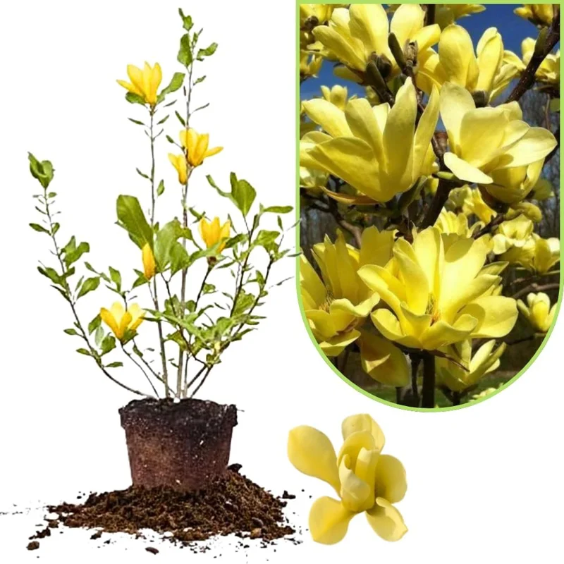 Jane Magnolia Tree Live Plant 12-18 Inch Tall – Fragrant Bush in Gallon Pot - Image 1