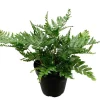 Japanese Autumn Fern Live Plant - Dryopteris - 4 inch Pot - Indoor/Outdoor - Image 1