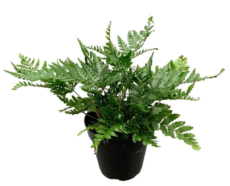 Japanese Autumn Fern Live Plant - Dryopteris - 4 inch Pot - Indoor/Outdoor - Image 1
