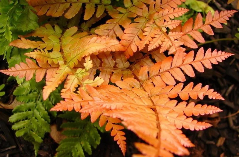 Japanese Autumn Fern Live Plant - Dryopteris - 4 inch Pot - Indoor/Outdoor - Image 2