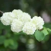 Japanese Snowball Viburnum Live Plant, White Bush, 7-10 Inch Tall, Outdoor - Image 1