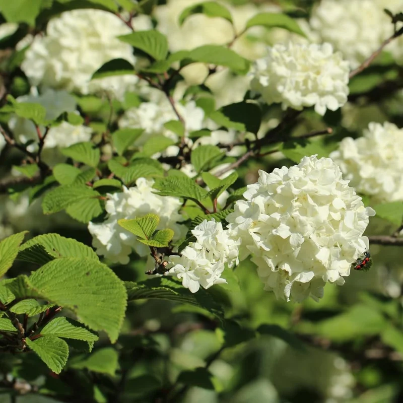 Japanese Snowball Viburnum Live Plant, White Bush, 7-10 Inch Tall, Outdoor - Image 2