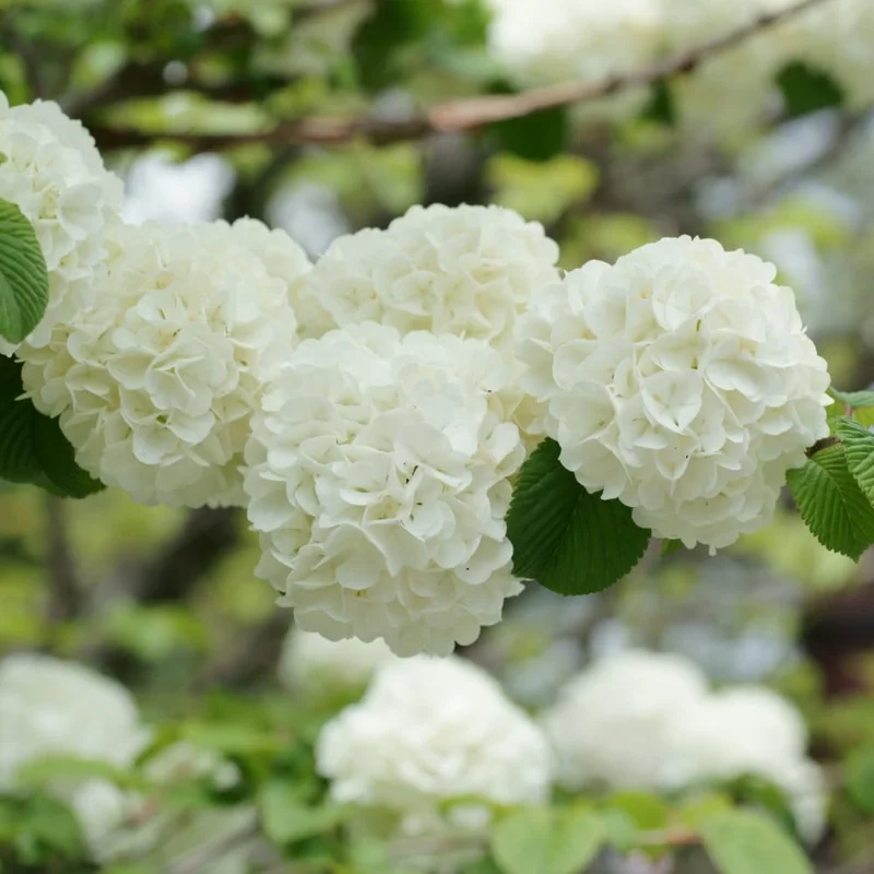 Japanese Snowball Viburnum Live Plant, White Bush, 7-10 Inch Tall, Outdoor - Image 4