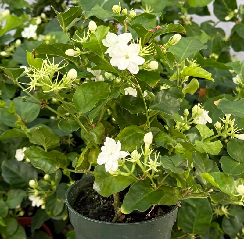 Jasmine Maid of Orleans Live Plant – Fragrant Flowers – 4 inch Pot - Image 2