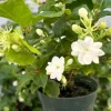 Jasmine Maid of Orleans Live Plant – Fragrant Flowers – 4 inch Pot - Image 1