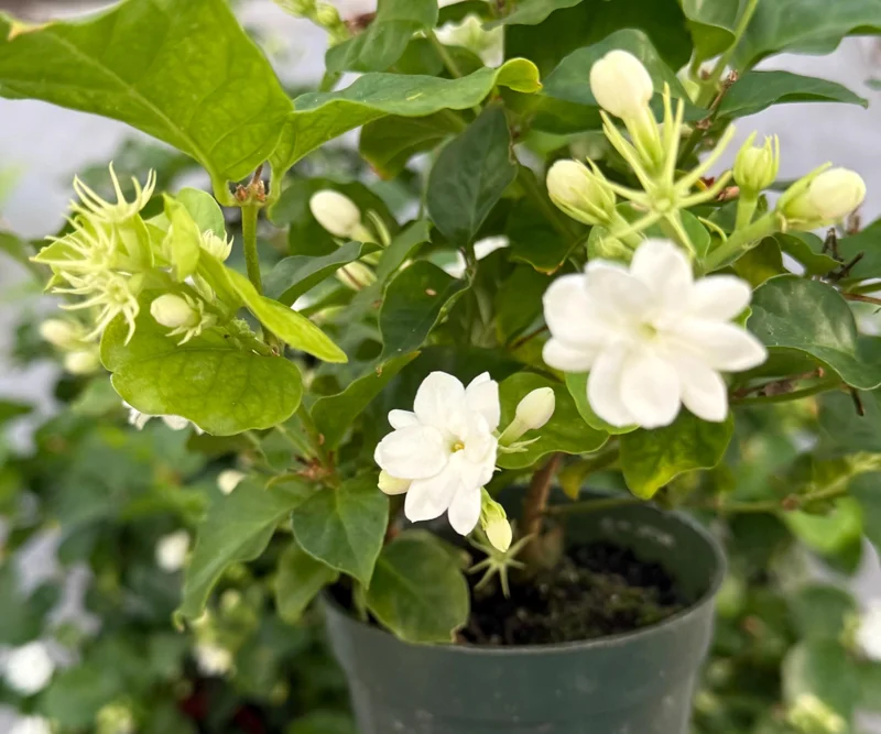 Jasmine Maid of Orleans Live Plant – Fragrant Flowers – 4 inch Pot - Image 1