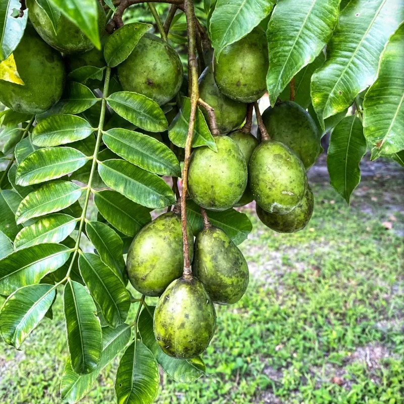 June Plum Live Plant – Tropical Fruit Tree – 2-3 Feet Tall – 1 Gallon Pot – Outdoor - Image 2