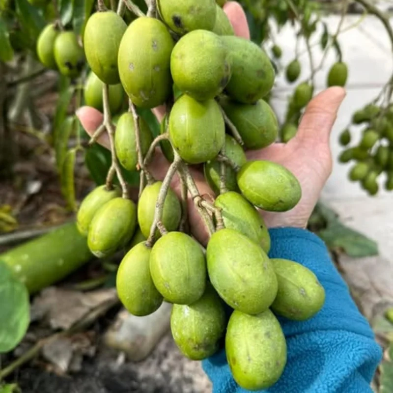 June Plum Live Plant – Tropical Fruit Tree – 2-3 Feet Tall – 1 Gallon Pot – Outdoor - Image 4