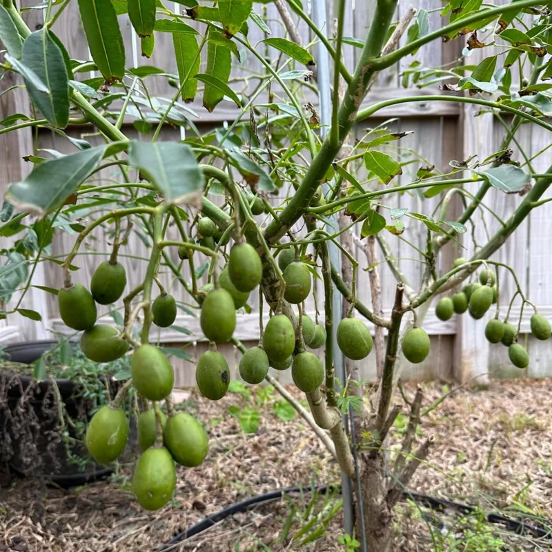 June Plum Live Plant – Tropical Fruit Tree – 2-3 Feet Tall – 1 Gallon Pot – Outdoor - Image 6