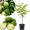 June Plum Live Plant – Tropical Fruit Tree – 2-3 Feet Tall – 1 Gallon Pot – Outdoor - Image 1