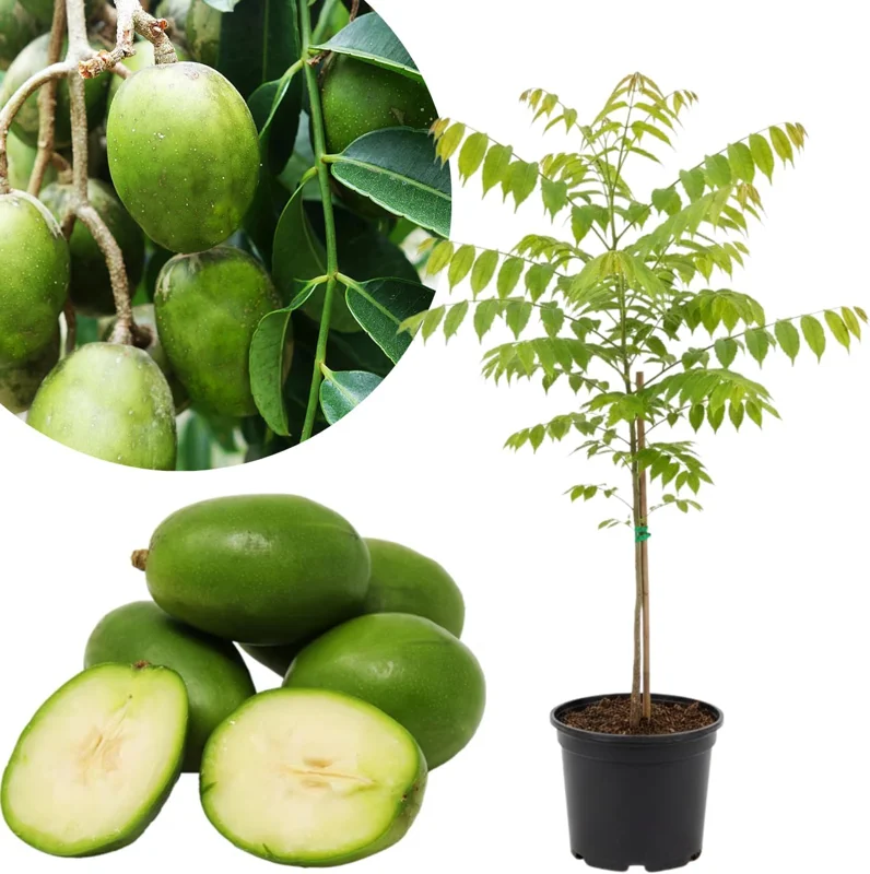 June Plum Live Plant – Tropical Fruit Tree – 2-3 Feet Tall – 1 Gallon Pot – Outdoor - Image 1