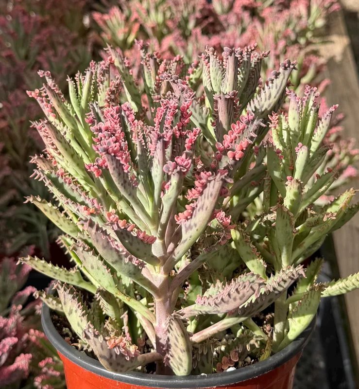 Kalanchoe Pink Butterfly Live Succulent Plant – Variegated, 2in, 4in, 6in Pot – Indoor - Image 3