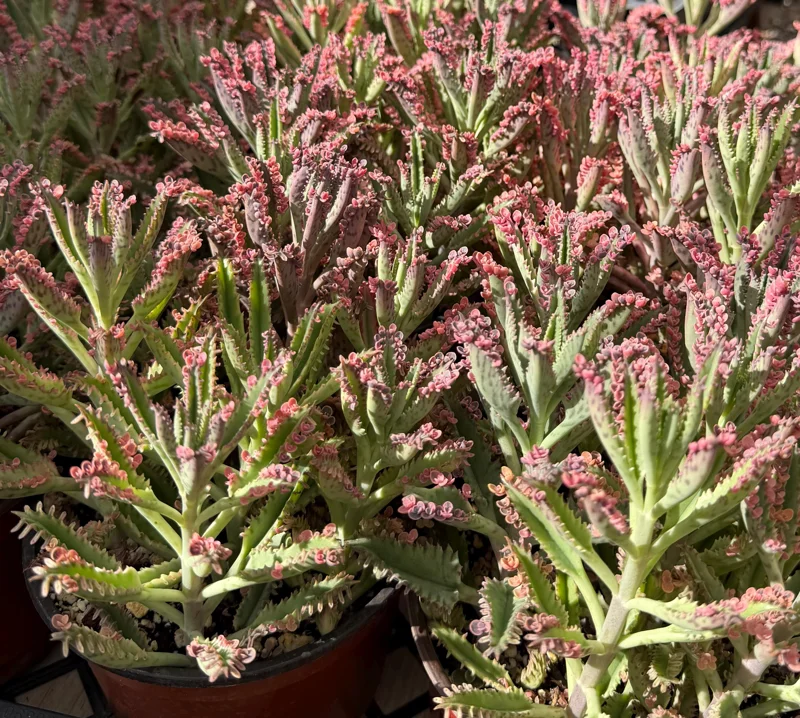 Kalanchoe Pink Butterfly Live Succulent Plant – Variegated, 2in, 4in, 6in Pot – Indoor - Image 4