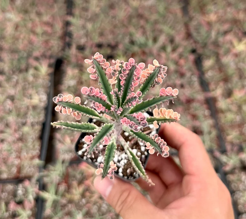 Kalanchoe Pink Butterfly Live Succulent Plant – Variegated, 2in, 4in, 6in Pot – Indoor - Image 1