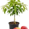 Kent Mango Tree Live Plant - Grafted, 3 Gallon Pot, Sweet Tropical Fruit - Image 1