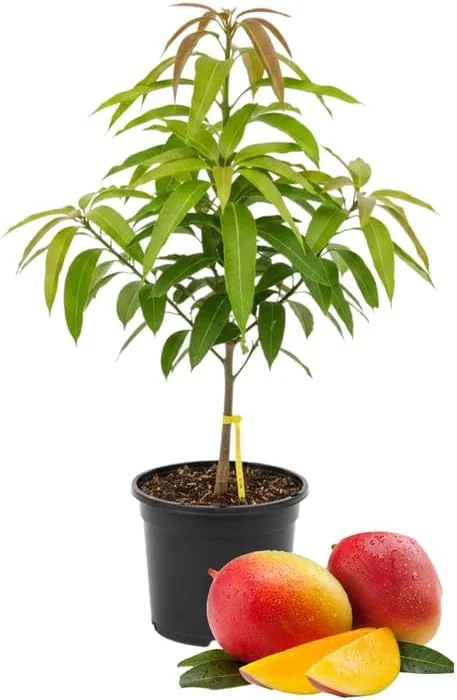 Kent Mango Tree Live Plant - Grafted, 3 Gallon Pot, Sweet Tropical Fruit - Image 1