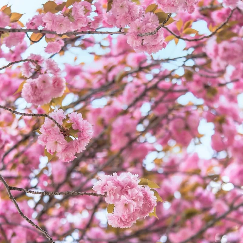 Kwanzan Cherry Blossom Tree Live Plant – 8-12 Inch Tall Plant in Pot – Outdoor - Image 3