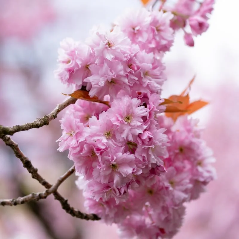 Kwanzan Cherry Blossom Tree Live Plant – 8-12 Inch Tall Plant in Pot – Outdoor - Image 5