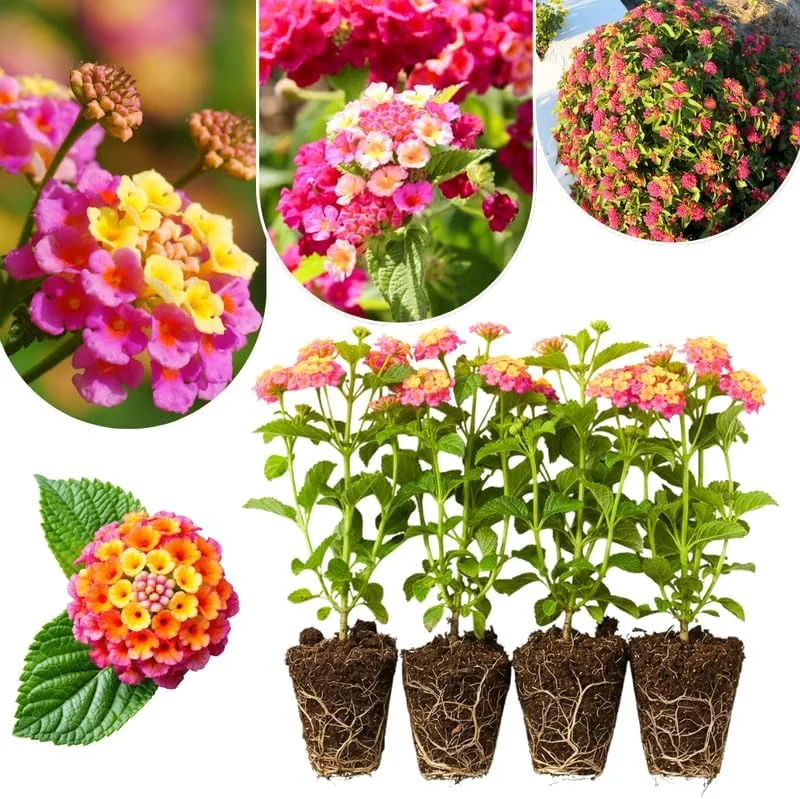 Lantana Live Plants - 4 Pack, Mixed Blooms, 4-8 Inches Tall, Hardy Perennial - Image 2