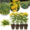 Lantana Live Plants - 4 Pack, Mixed Blooms, 4-8 Inches Tall, Hardy Perennial - Image 1