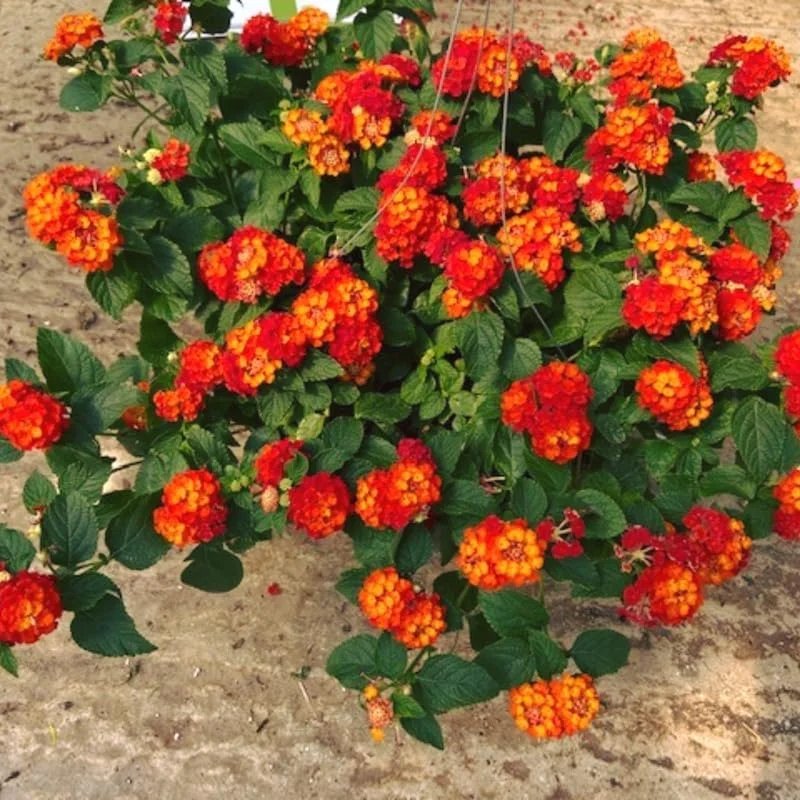 Lantana Live Plants - 4 Pack, Red Yellow, 4-7 Inches Tall, Full Sun - Image 2