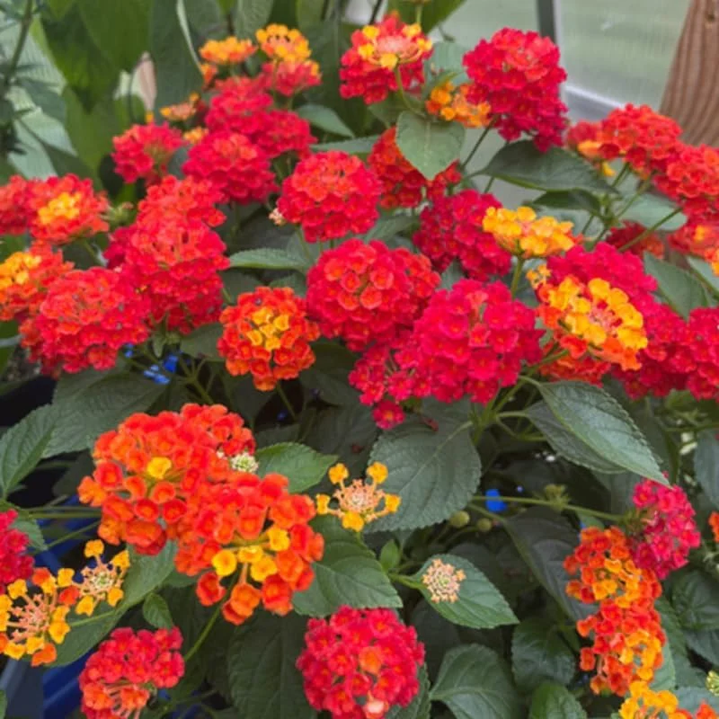 Lantana Live Plants - 4 Pack, Red Yellow, 4-7 Inches Tall, Full Sun - Image 3