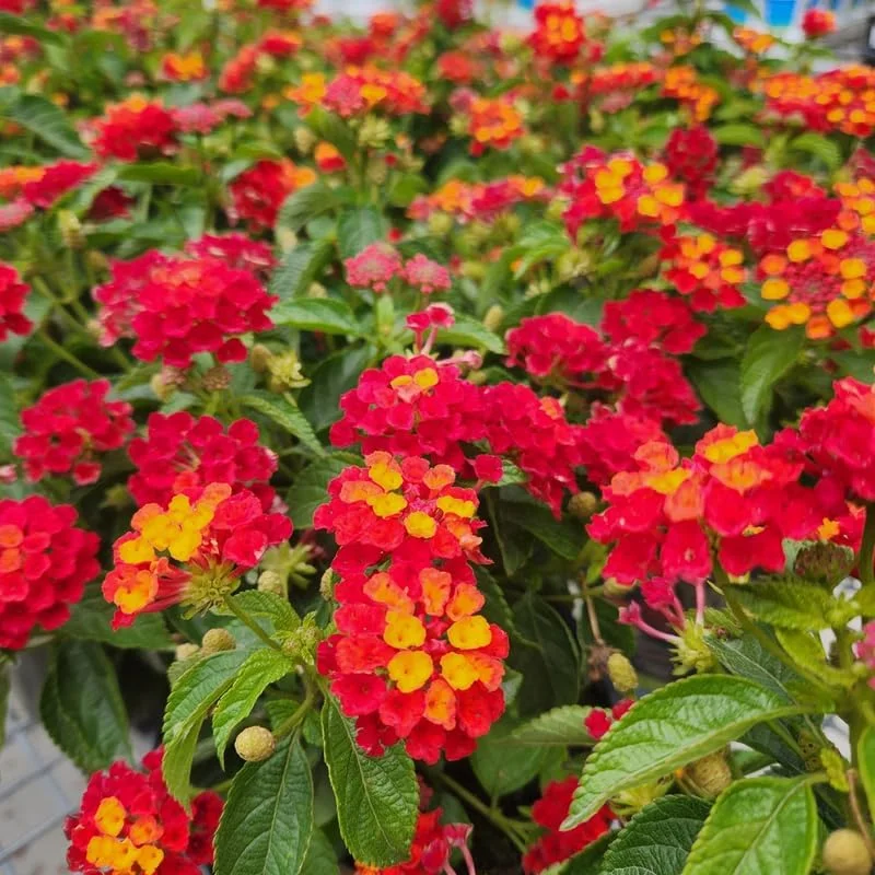 Lantana Live Plants - 4 Pack, Red Yellow, 4-7 Inches Tall, Full Sun - Image 4