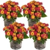 Lantana Live Plants - 4 Pack, Red Yellow, 4-7 Inches Tall, Full Sun - Image 1
