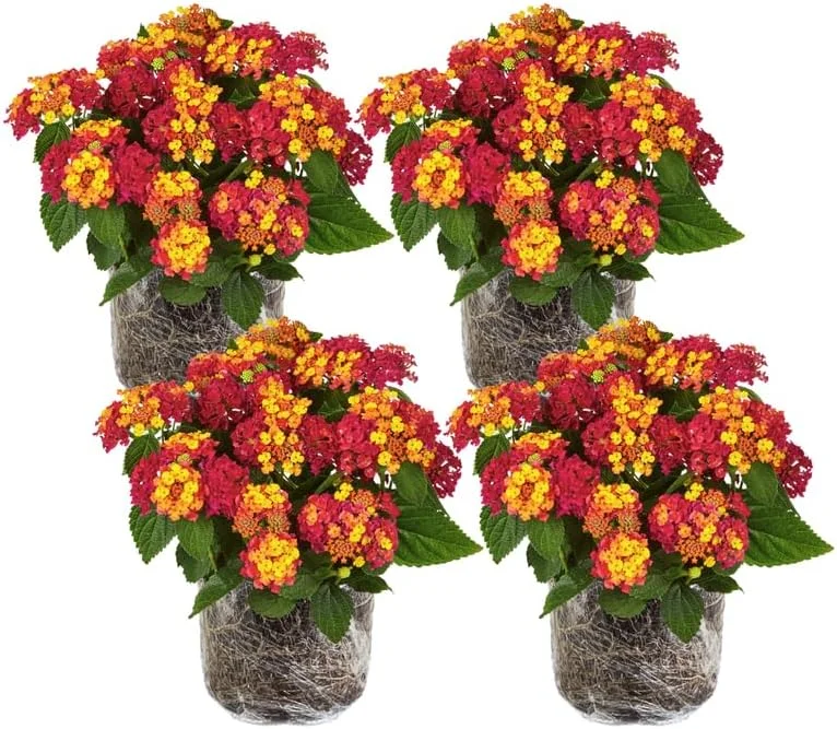 Lantana Live Plants - 4 Pack, Red Yellow, 4-7 Inches Tall, Full Sun - Image 1