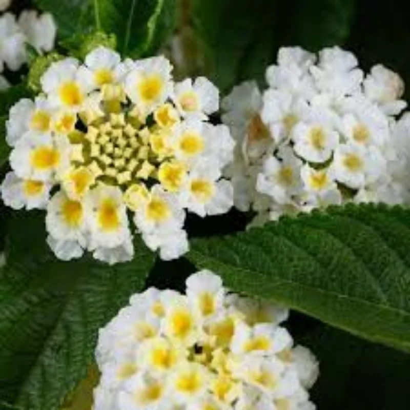 Lantana Plants Live White - 4 Pack, 4-7 Inches Tall, Hardy Annual/Perennial, Outdoor - Image 2