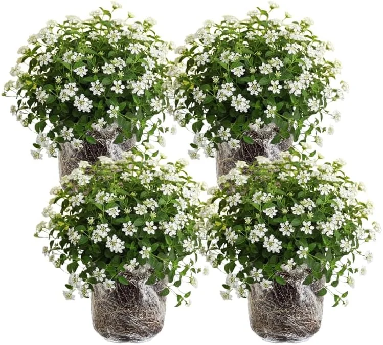 Lantana Plants Live White - 4 Pack, 4-7 Inches Tall, Hardy Annual/Perennial, Outdoor - Image 1