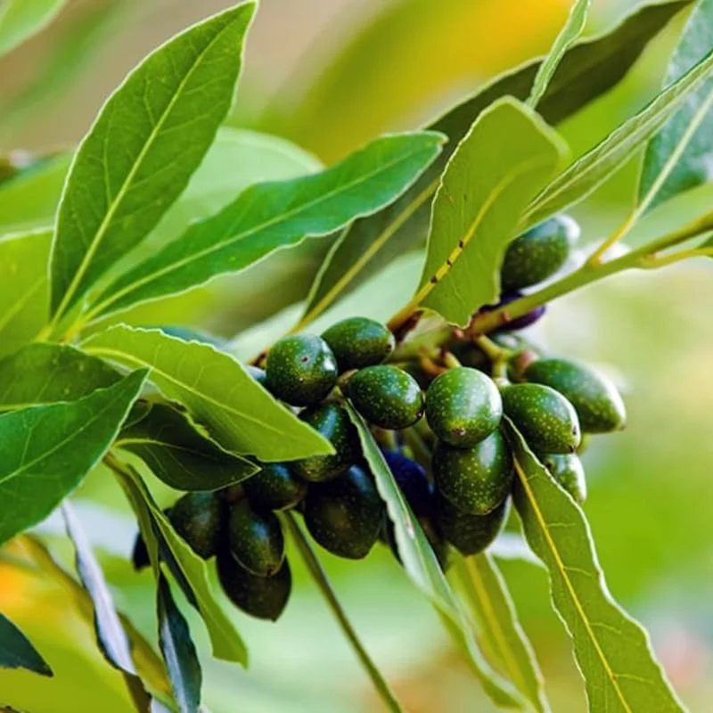 Laurus Nobilis Bay Leaf Live Plant – 5-7 Inch Tall Sweet Bay Laurel for Planting - Image 2