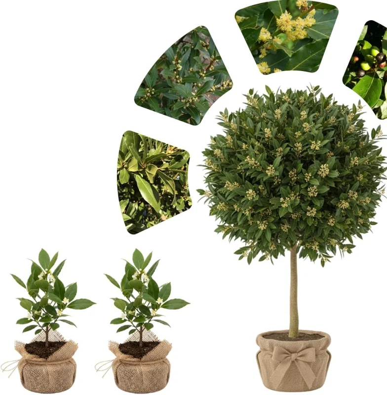 Laurus Nobilis Bay Leaf Live Plant – 5-7 Inch Tall Sweet Bay Laurel for Planting - Image 3