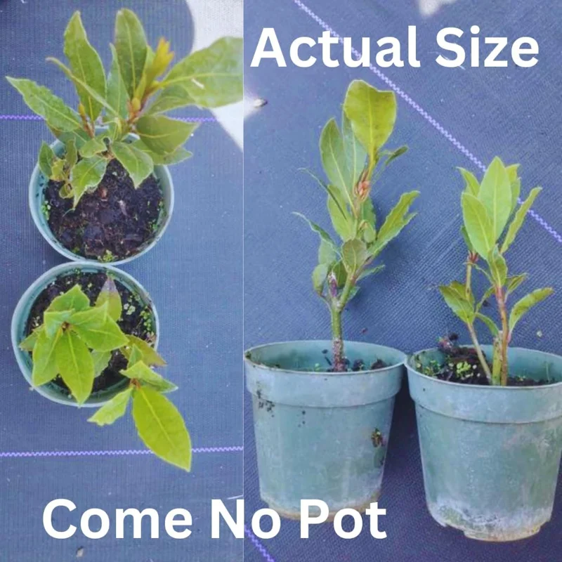 Laurus Nobilis Bay Leaf Live Plant – 5-7 Inch Tall Sweet Bay Laurel for Planting - Image 5